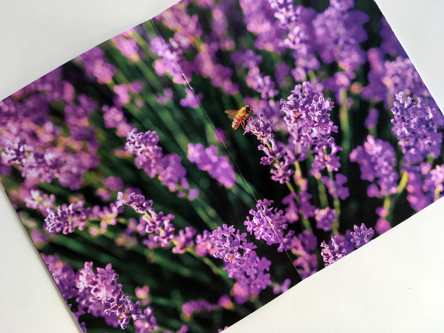 Save the Bees